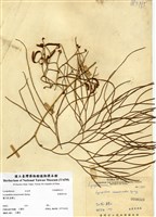 藏品(木賊葉石松)的圖片